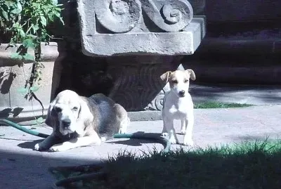 Perros jigsaw puzzle