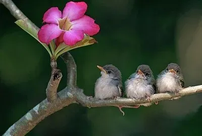 flores