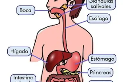 APARATO DIGESTIVO