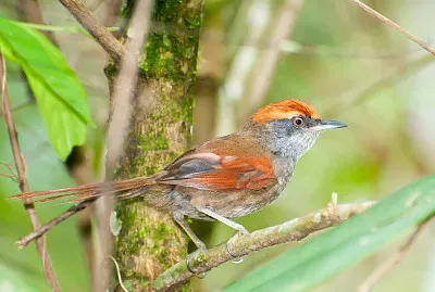Synallaxis ruficapilla