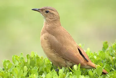 Furnarius rufus