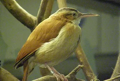 Furnarius cinnamomeus