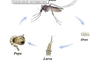 Aedes Aegypti