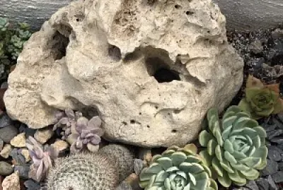 פאזל של Cactus