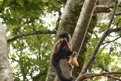 Macaco comendo banana