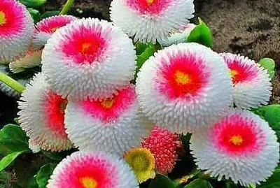 Flores blanco y rosado