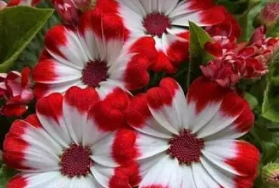 Flores blanco y rojo