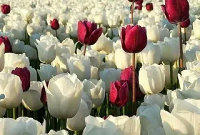 tulipanes blancos y rojos