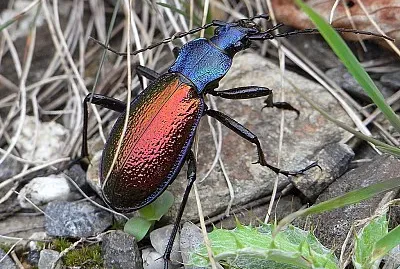 Carabus hispanus