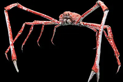 Granchio gigante del giappone