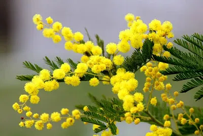 mimosa