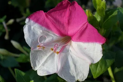 mirabilis