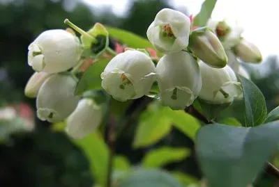 mirtillo