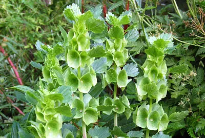 moluccella