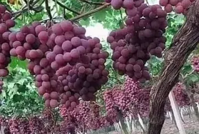 frutas