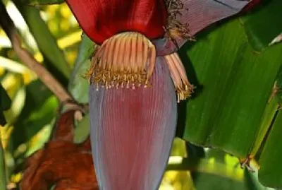 musa acuminata