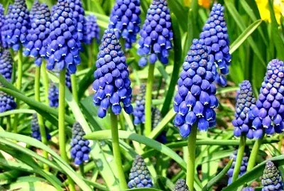 muscari