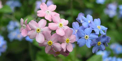 myosotis