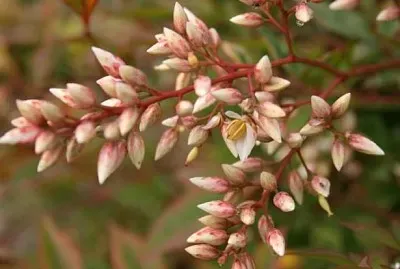 nandina