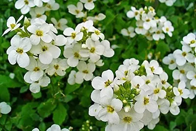 nasturtium officinalis