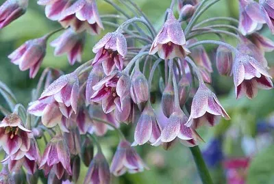 nectaroscordum siculum