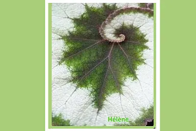 Feuilles en forme escargot