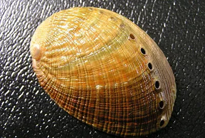 Haliotis walallensis