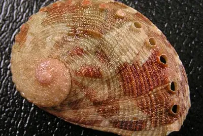 Haliotis coccaradiata