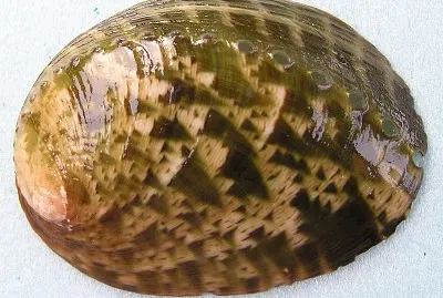 Haliotis glabra