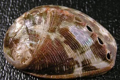 Haliotis marmorata