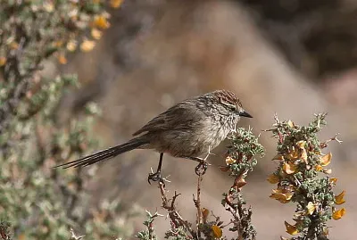 Codaspinosa codibugnolo