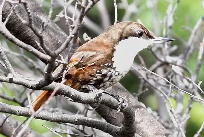 Treerummer golabianca