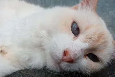 Gatinha Branquinha jigsaw puzzle