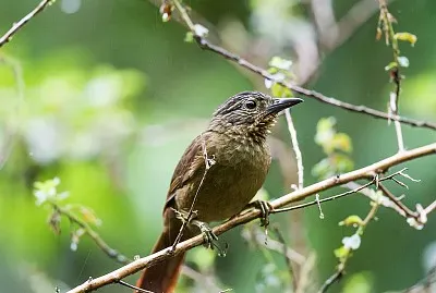 Thripadectes melanorhynchus