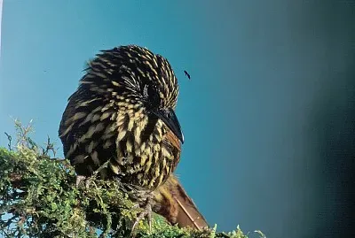 Thripadectes flammatus