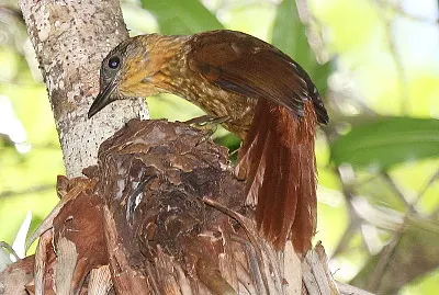 Thripadectes rufobrunneus