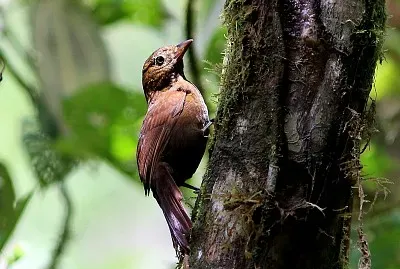 Thripadectes ignobilis