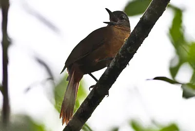 Thripadectes virgaticeps