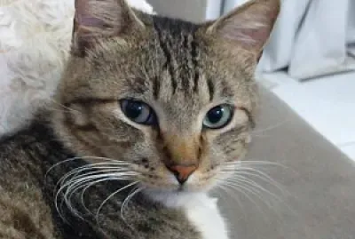 Gato Floki jigsaw puzzle