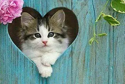 gatito jigsaw puzzle