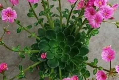 flores