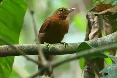 Recurvebill peruviano