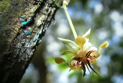 פאזל של flor de cacao