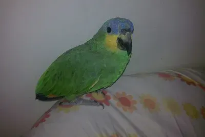 loreta