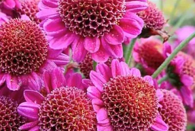 dalias