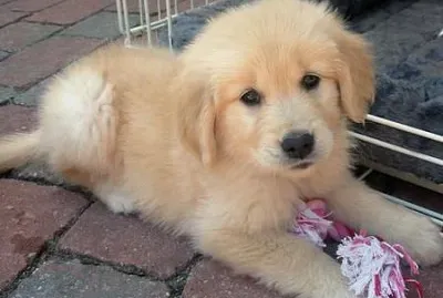 bonito jigsaw puzzle