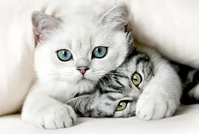 ternura jigsaw puzzle