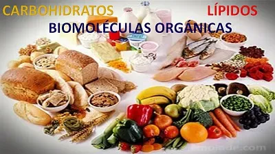 BIOMOLÃ‰CULAS ORGÃNICAS