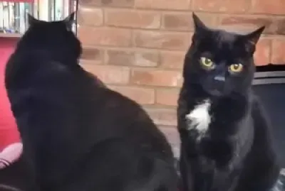 Winnie   Whoopi jigsaw puzzle