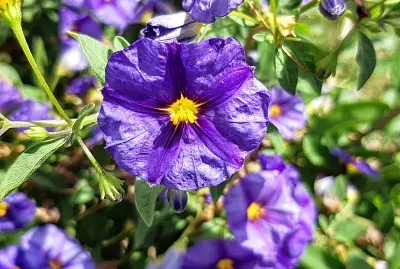 Solanum